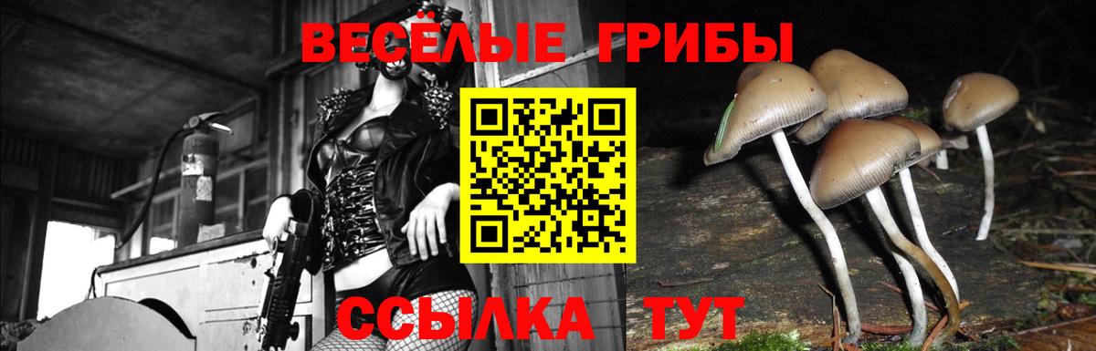 Псилоцибиновые грибы ЛСД Тимашёвск